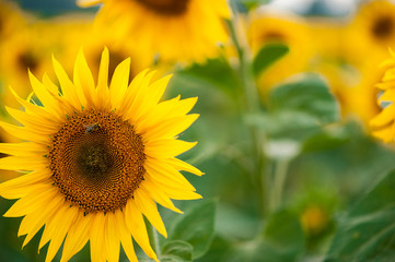 Obraz premium Large sunflower in the background of fields