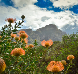 Obrazy na Szkle  Pincushion Protea kwiaty z górą stołową w tle, Cape Town, Republika Południowej Afryki