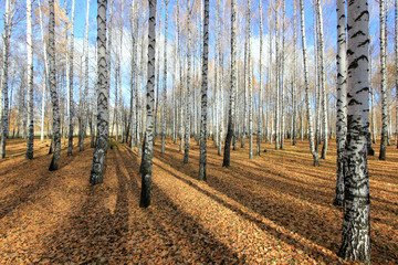 in the birch park in late autumn