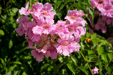 Obraz premium Mallorca, Urlaub, Balearen, Spanien, Sonne, Meer, Mittelmeer, Strand, Erholung