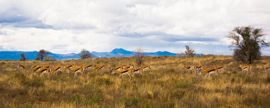 A herd of springbok antelope graze in the countryside at the Mountain Zebra Park in South Africa