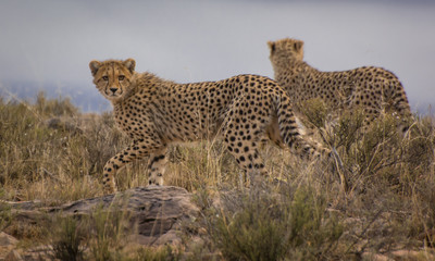 A half grown cheetah cub stares at the camera as it walks through the bush at the Mountain Zebra Park in South Africa