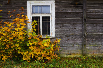 texture of old wooden wall and yellow leaves