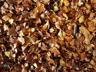 Sun shining on carpet of mixed deciduous leaves