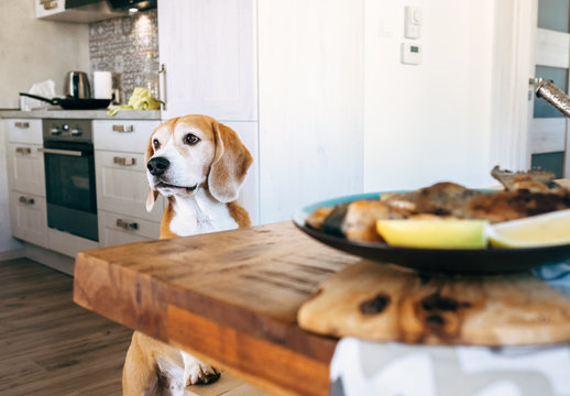 Beagle try to filch fresh fried fish from table
