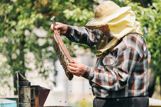 Senior Beekeeper Inspecting Bee Hive