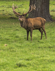 Woburn - Deer in the Park