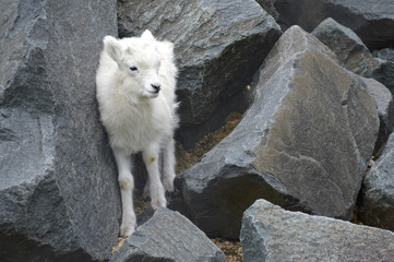 Obraz premium Dall Sheep