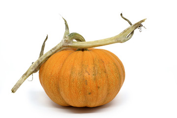 Zucca ornamentale isolata su sfondo bianco