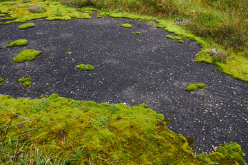 texture of moss in the old asphalt