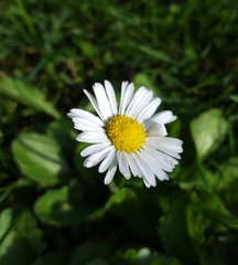 Obraz premium Madelief