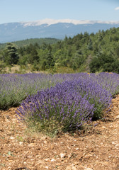 Obraz premium Lavender field near Sault and Mont Ventoux in the background. Provence, France