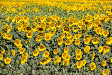 Obraz premium Sunflowers field near Arles in Provence, France