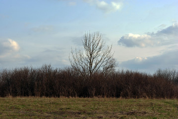Blue cloudy rainy sky above the meadow with yellow and green grass and tree without leaves in reeds