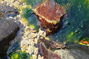 crab sitting on a rock on the shore of the Indian Ocean