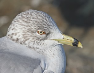 Seagull Headshot