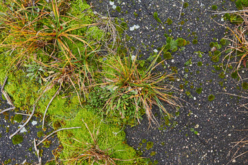 texture of moss in the old asphalt