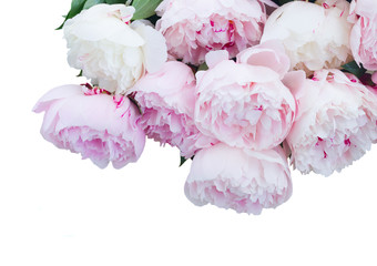 Fresh peony flowers colored in pale shades of pink close up isolated on white background