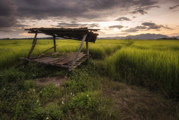 wooden shelter at the edge of a rice paddies in Phayao, Thailand