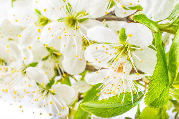 Cherry Blossom or Sakura flowers on white background with copy space. spring and summer border floral template . greeting and holiday card or postcard.