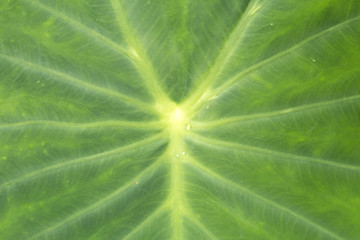 Green leaf texture. Closeup. Taro leaf.