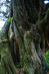 城願寺のビャクシン