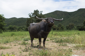 Naklejka na ściany i meble Thai buffalo posing elegantly for the camera