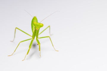 The praying mantis in various gestures.