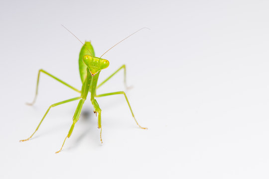 The praying mantis in various gestures.
