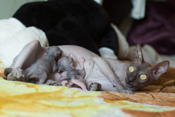 gray sphinx cat with kittens