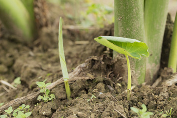 Green taro leaf buds