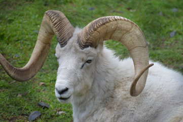 Dall Sheep