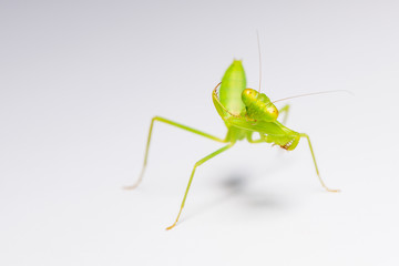 The praying mantis in various gestures.
