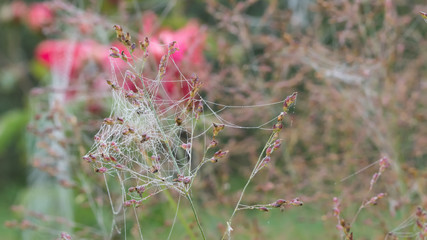 Spinnennetz