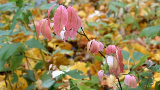 Branch with red leaves in autumn forest.