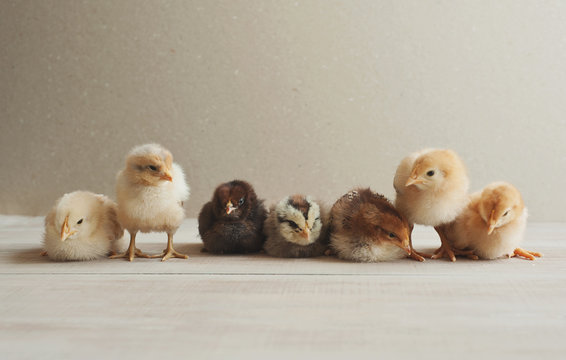 Baby chicks