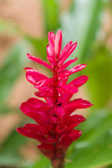 Red flowers in green environment