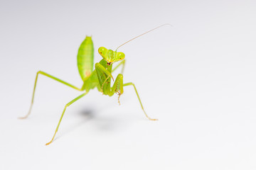 The praying mantis in various gestures.