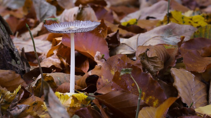 Pilz im Herbst