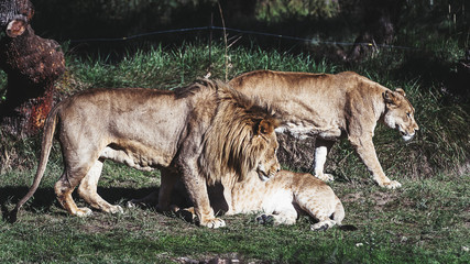 Famille de lion et lionnes
