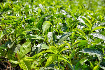 green tea leaves as background