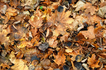 Yellow leaf texture. Leaf texture background.
