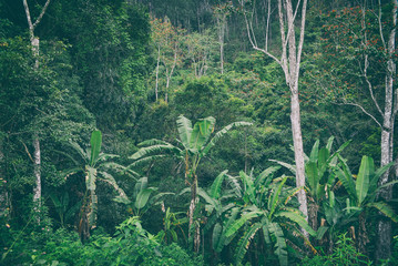 views of the rain forest in Sri Lanka