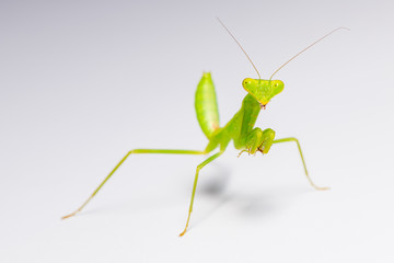 The praying mantis in various gestures.