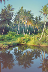 Obraz premium wild jungle in Sri Lanka