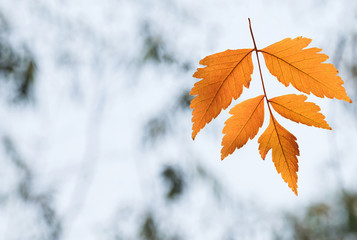 Falling orange leaf close-up on blurred background