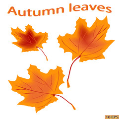 Beautiful leaves - a symbol of autumn. Yellow and red autumn leaves maple leaves. Autumn leaf isolated on white background. Vector illustration.