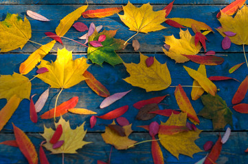 Сolorful autumn leaves on blue scuffed boards. Maple leaves on a blue background as an autumn concept. Sun rays on autumn leaves.