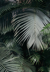 ong big branches with green narrow leaves