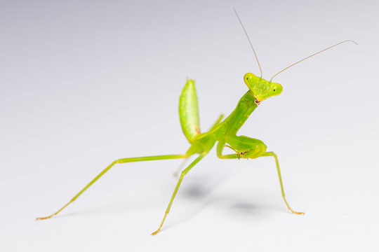 The praying mantis in various gestures.